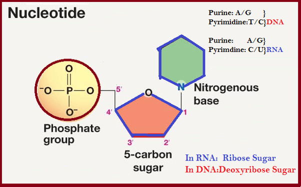 What is a nucleotide