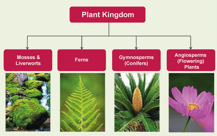 Plant Kingdom Plantae - Javatpoint