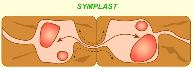 Symplast