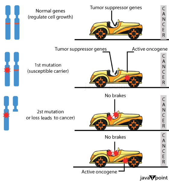 Tumor Suppressor Gene