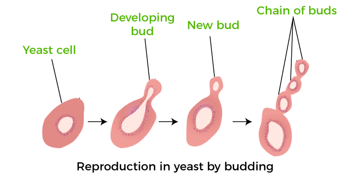 Types of Asexual Reproduction - Javatpoint