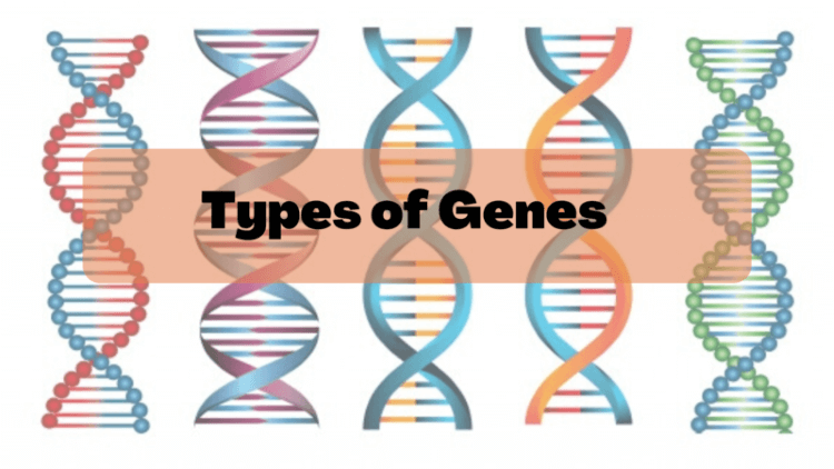 Types of Genes
