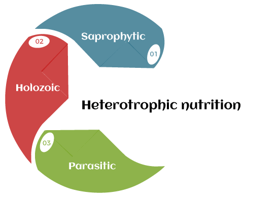 Types of Heterotrophic Nutrition