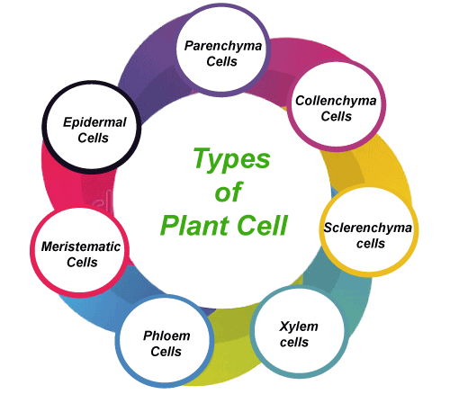 Types of plant Cell