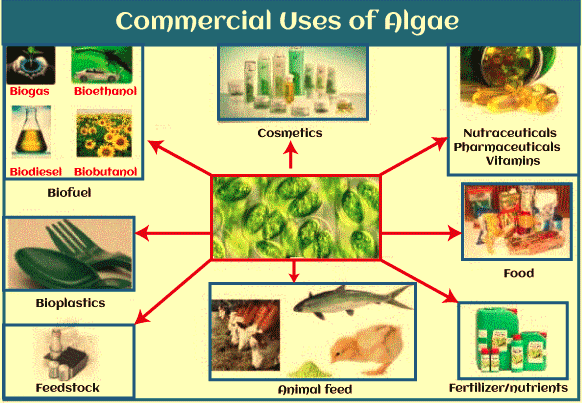 Uses of Algae - Javatpoint