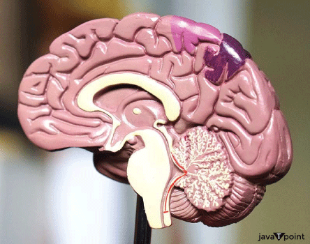 Weight of the Human Brain