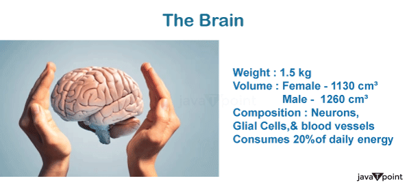 Weight of the Human Brain