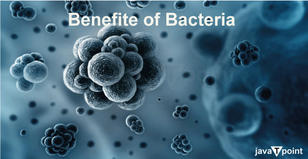 What are the Benefits of Bacteria?