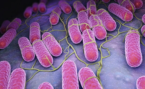 What bacteria causes food poisoning