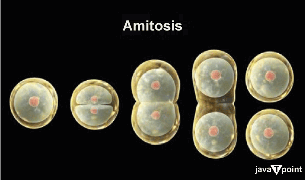 What is Amitotic Cell Division