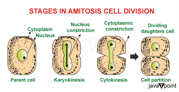 What is Amitotic Cell Division