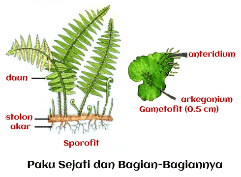 What is Pteridophytes