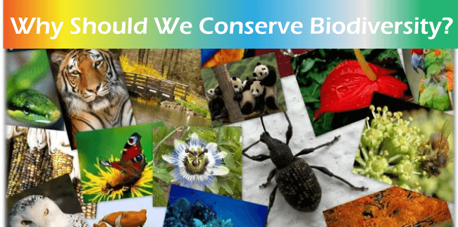 Why should we conserve biodiversity