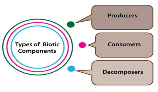 Abiotic Components of Ecosystem