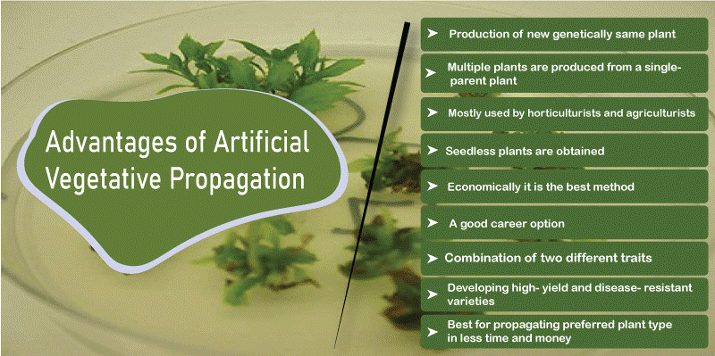 Advantages and Disadvantages of artificial vegetative propagation