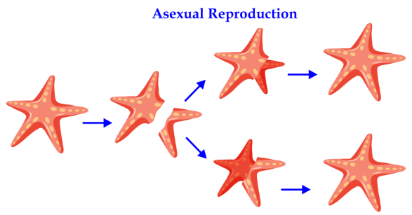 Advantages and Disadvantages of Asexual Reproduction