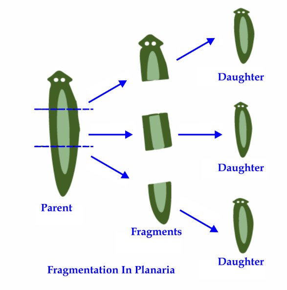 Advantages and Disadvantages of Asexual Reproduction