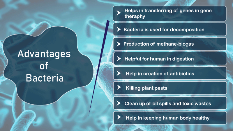 Advantages and Disadvantages of Bacteria