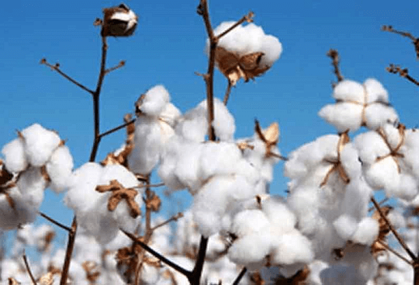 Advantages and Disadvantages of BT Cotton