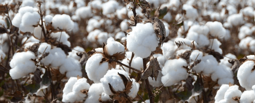 Advantages and Disadvantages of Cotton