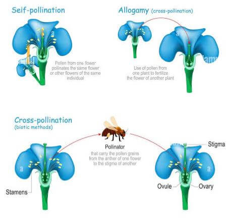 Advantages and Disadvantages of Cross-Pollination