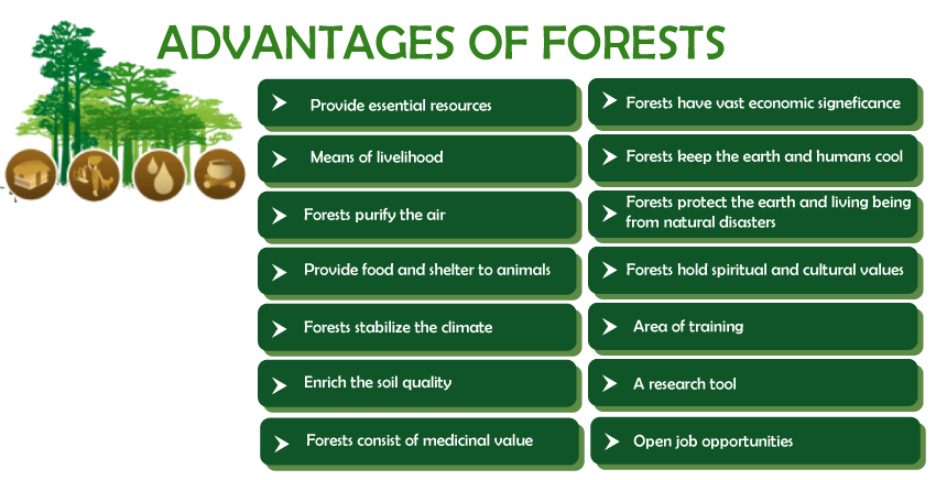 Advantages and Disadvantages of Forests