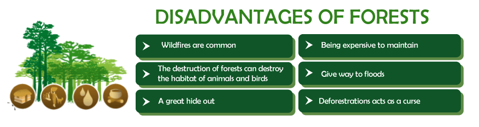 Advantages and Disadvantages of Forests
