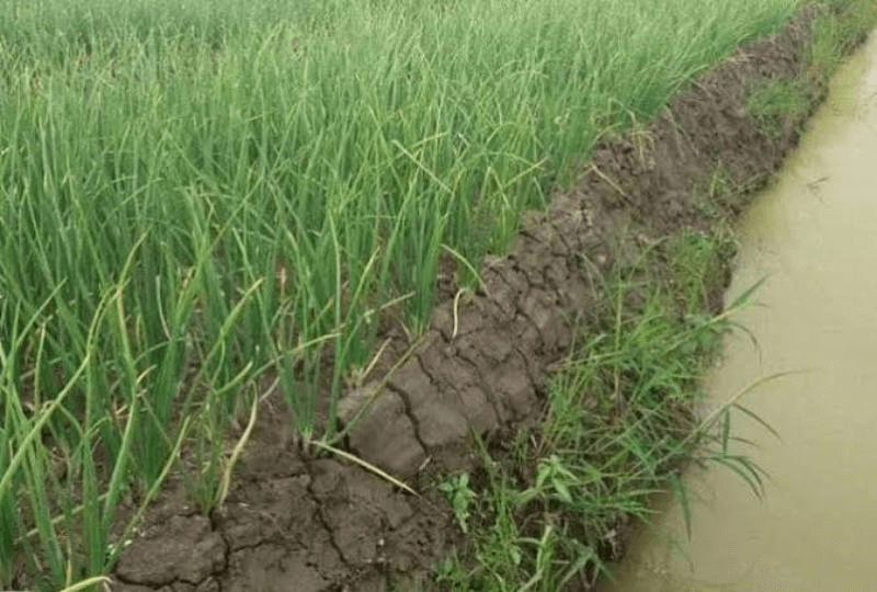 Advantages and Disadvantages of Irrigation