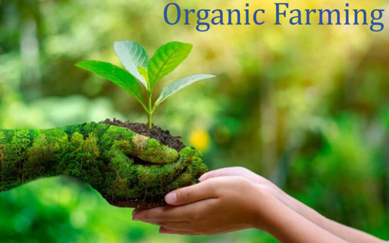 Advantages and Disadvantages of Organic Farming