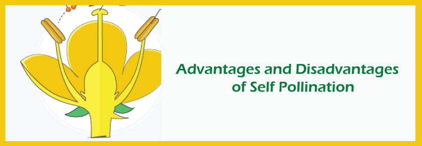 Advantages and Disadvantages of Self Pollination