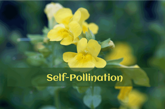 Advantages and Disadvantages of Self Pollination