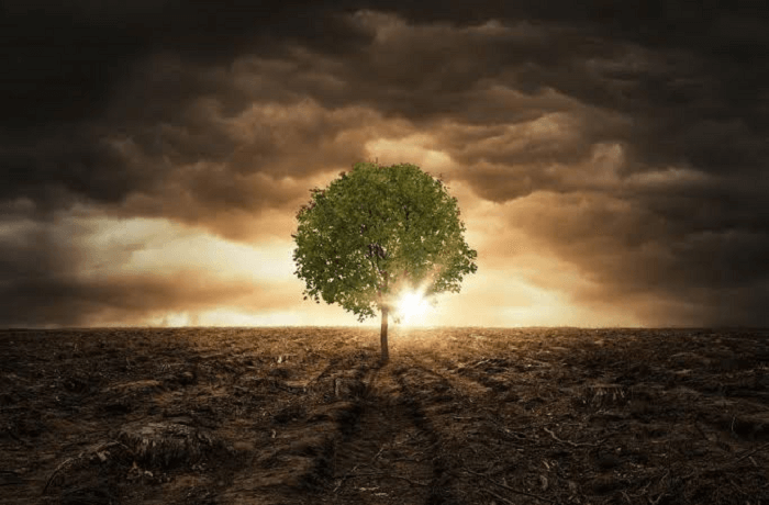 Advantages and Disadvantages of Trees
