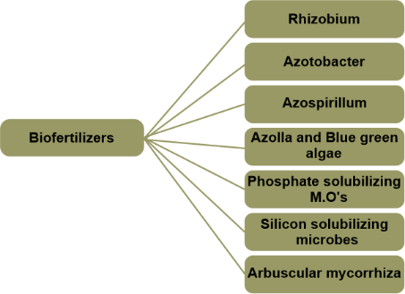 Advantages and Disadvantages of Biofertilizers