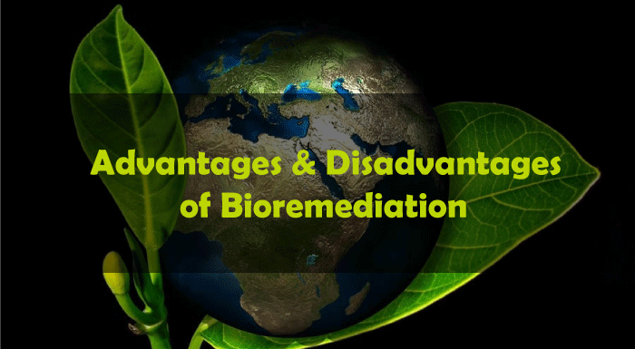 Advantages and Disadvantages of Bioremediation