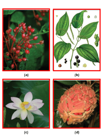Angiosperm Plants