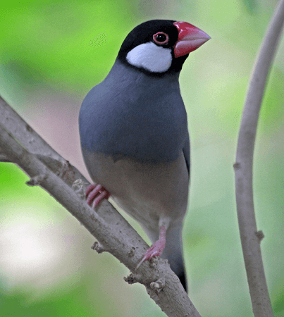 Java Bird
