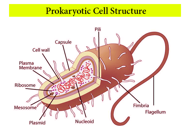 Prokaryotes Vs. Eukaryotes