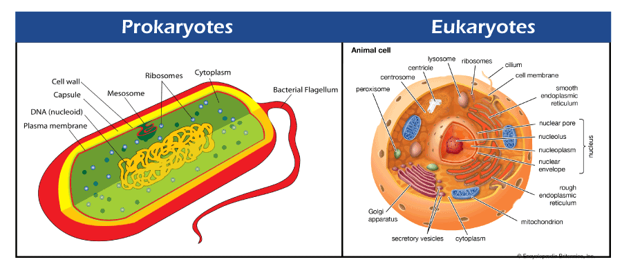 Prokaryotes Vs. Eukaryotes