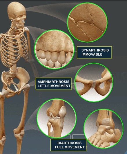Types Of Joints Javatpoint