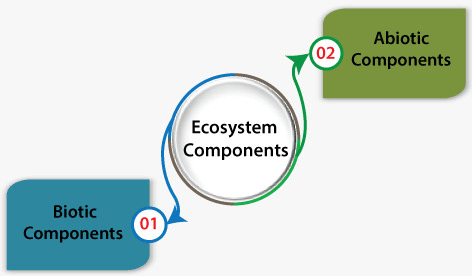 What is Ecosystem