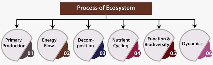 What is Ecosystem