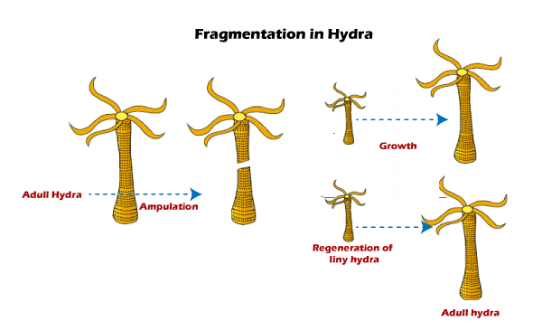 fragmentation diagram