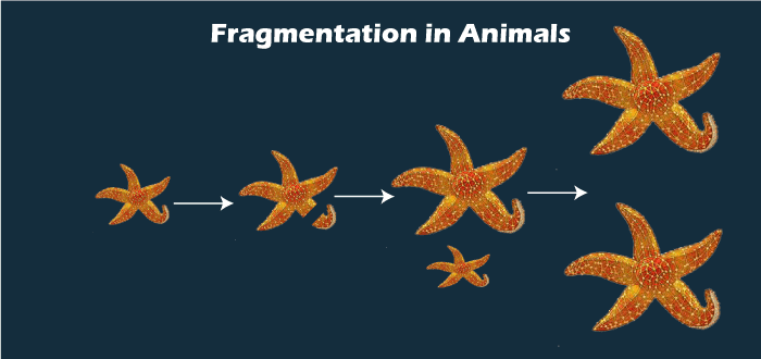 What is fragmentation