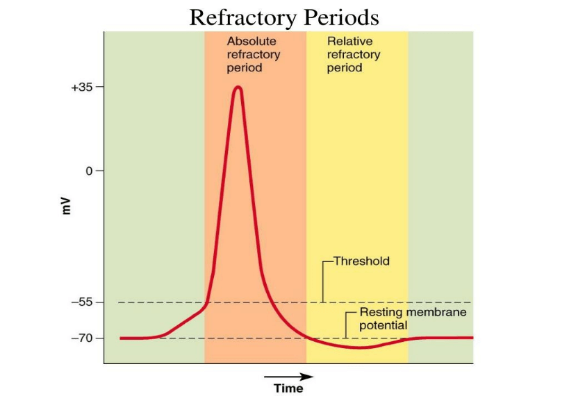 Action Potential Definition