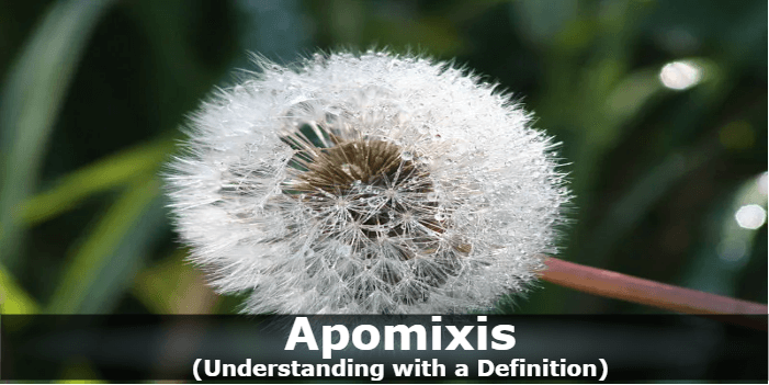 Apomixis Definition
