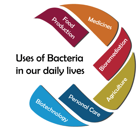 Bacteria Definition