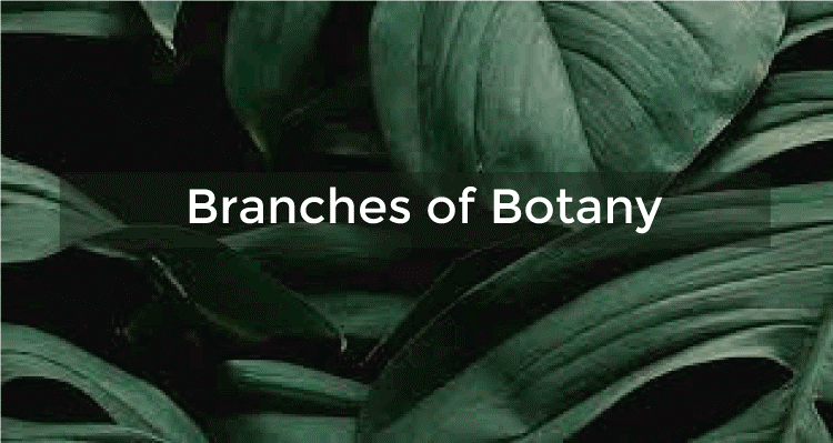 Botany- Definition