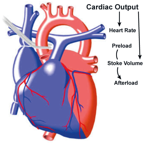 Cardiac Output Definition