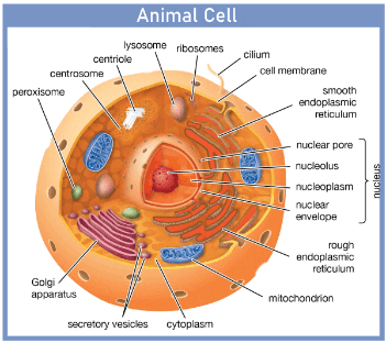 Cell Definition
