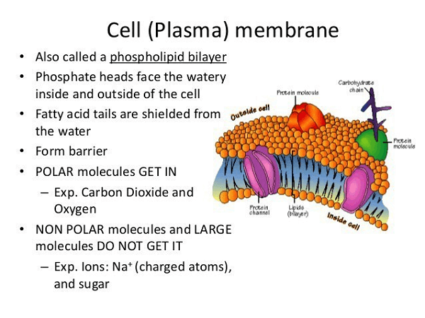 Cell Membrane Definition